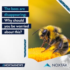 Bees
