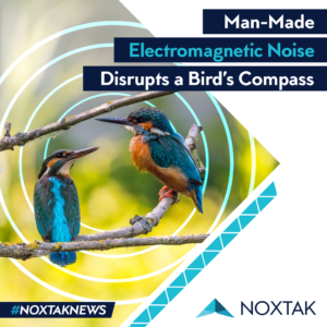 birds compass